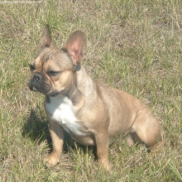 Vahinee de l'Ecurie Royale